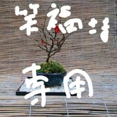 【ミニ盆栽】長寿梅のサムネイル