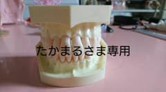 顎模型のサムネイル
