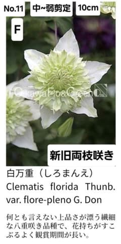 クレマチス挿し穂 3品種セット計6本 ネコポス発送 - メルカリ