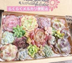04. 多肉植物カット苗詰め合わせ　寄せ植えセット♡のサムネイル
