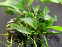 アヌビアス　ミニマ　ドラゴンクローのサムネイル