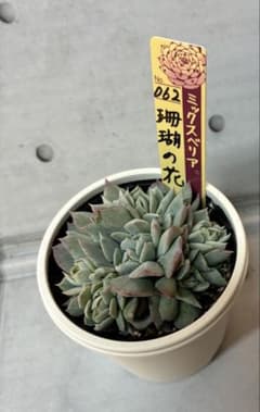 な*す様 おらいさん　珊瑚の花　【札つき】美苗のサムネイル