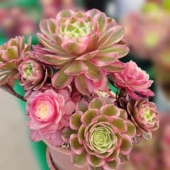 超美苗！　希少！　インドネシア直輸入　ブラックプリンス錦　覆輪　斑入り　抜き苗 綺麗！ レア 高級 インドネシア多肉 直輸入 ブラックピンクプリンス錦