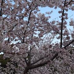華子様専用のサムネイル
