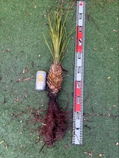 大特価奉仕品‼️Yucca Elata 地植え株 強 耐熱 耐寒 プロフ必読！⑭ 