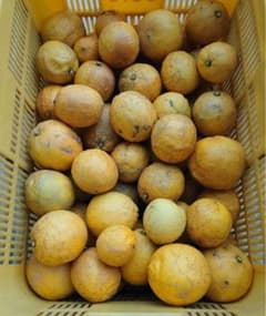 【クール便】農薬不使用レモン 加工用5kg 愛媛産※北海道、東北、沖縄は発送不可 クール便】農薬不使用レモン 加工用5kg 愛媛産※北海道、東北、沖縄は