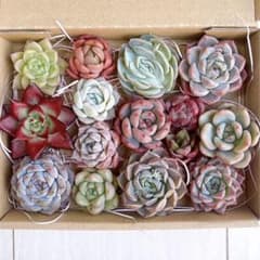 №790 多肉植物 韓国苗 エケベリア♡寄せ植えセット♡現品 匿名発送のサムネイル
