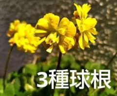 オキザリス 八重 黄色 ラベンダー トリトニア - メルカリ