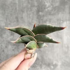 S12432☆オークション販売☆ サンスベリア ロリダ 極上美株！！ - メルカリ