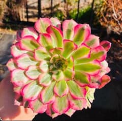 アエオニウム ピンクディジー 極上花顔株‼️抜き苗 多肉植物 | Faites