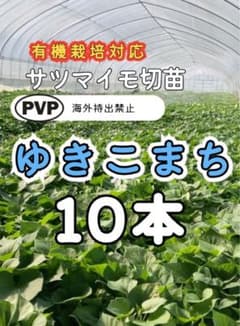 さつまいも苗　ゆきこまち 切苗 100本 ゆきこまち サツマイモ切苗 10本 - メルカリ