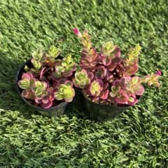 多肉植物 斑入りポーチュラカ | Mercari