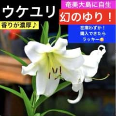 幻のゆり　ウケユリ　請百合　山野草　ガーデニング　観葉植物　カサブランカ　球根 幻のゆり ウケユリ 請百合 山野草 ガーデニング 観葉植物 カサブランカ