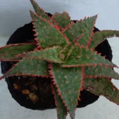 B・クリスマスキャロル・アロエ・多肉植物・アガベのサムネイル
