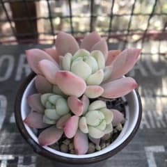 多肉植物　プロリフィカ×ラウイのサムネイル