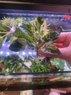 チ*ワ様 アヌビアス 斑入り キングのサムネイル
