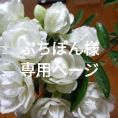 四季咲きミニバラ シュネープリンセス《スノーホワイト》白雪姫 挿し穂