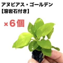 ◆特◆アヌビアス・ゴールデンナナ溶岩石6個セット 定価3980円→特価のサムネイル