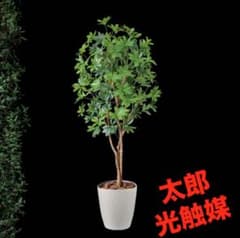光触媒 人工観葉植物 ウォールグリーン フェイクグリーン カポック8321