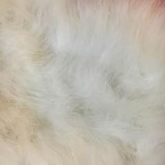 着物用ショールのサムネイル