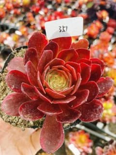 22 #多肉植物アエオニウム錦❤️紅魔女❤️1頭21cm拔き苗 農園直売 多肉植物 寄せ植え アエオニウム属 ハロウィン錦 子付き 大