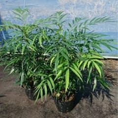 【樹高40㎝】マホニア コンフューサ(細葉ヒイラギナンテン)4本立 10本セット 樹高40㎝】マホニア コンフューサ(細葉ヒイラギナンテン)4本立 2本