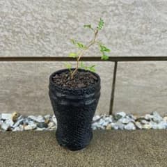 オペルクリカリア パキプス 実生 鉢植え 鉢ごと発送⭕️ 3のサムネイル