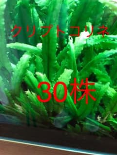 クリプトコリネ 30株のサムネイル