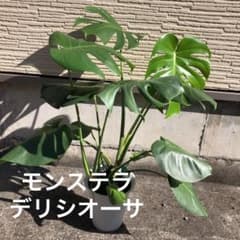 こぴ様専用☆ モンステラ　デリシオーサ☆ 癒しの観葉植物のサムネイル