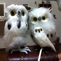 専用ですのサムネイル
