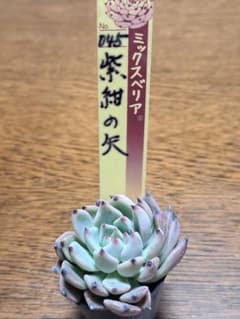 ☆紫紺の矢☆ミックスベリア☆おらいさん苗☆第4種郵便☆月曜日発送