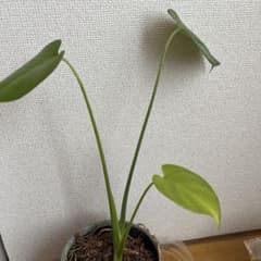 イエローモンスターの茎で購入した株 モンステラのサムネイル