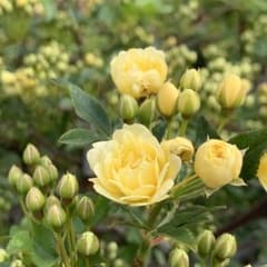 モッコウバラ挿し穂用【黄色】のサムネイル