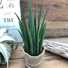 EMP サンセベリア マーシャアンジャニ / SA317 | Shop at Mercari from