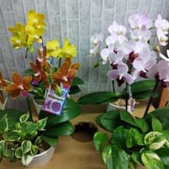 ミディ胡蝶蘭⭐️陶器鉢入り３種類⭐️３鉢セット 胡蝶蘭 ミディMIX陶器鉢 【花苗 3号】｜ 【植物のITANSE】全品