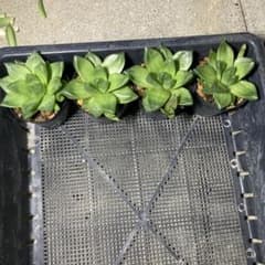 多肉植物　ハオルチア　4株まとめ売りのサムネイル