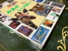 21世紀幼稚園百科    かおがいっぱい  監修養老孟司/小学館のサムネイル