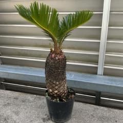 蘇鉄 ソテツ ② 観葉植物　ドライガーデン 蘇鉄 ソテツ ② 観葉植物 ドライガーデン - メルカリ