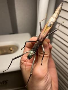 ヤエヤマツダナナフシ 標本 アダン コノハムシバッタ 直翅類 カマキリマンティス ヤエヤマツダナナフシ 標本 アダン コノハムシバッタ 直翅類 カマキリ