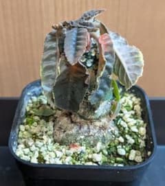 ど*り様 ドルステニア フォエチダのサムネイル
