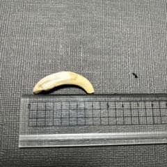 イノシシの牙のサムネイル