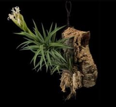 Tillandsia 'Neglecta' 採種種子 30粒のサムネイル