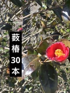 薮椿　エディブルフラワー　飾り葉のサムネイル