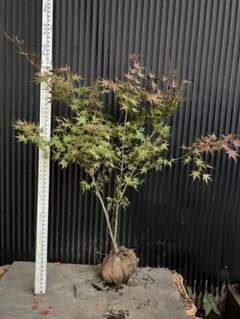 山採り イロハモミジ - メルカリ