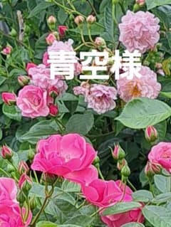 青空様専用です。 - 2
