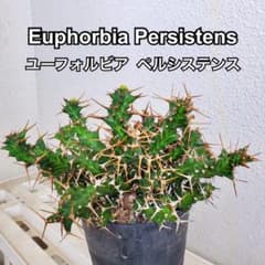 ユーフォルビア　ペルシステンス　鉢ごと発送 ユーフォルビア バイオエンシス 5号 鉢植え/接木 【現品販売