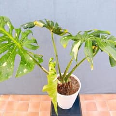 現品　モンステラ　デリシオサ　斑入り　23番　タイコンステレーション　観葉植物 現品 モンステラ デリシオサ 斑入り 23番 タイコンステレーション 観葉