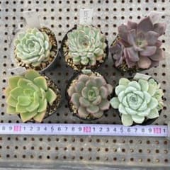 多肉植物 抜き苗 6種セット - メルカリ