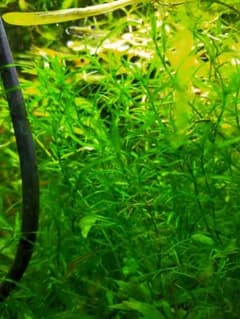 水草　ナヤスのサムネイル