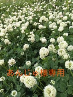 あんじゅ様専用のサムネイル